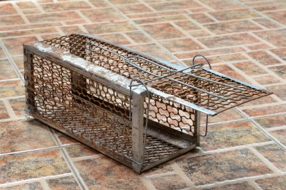 Pest Control Abbey Wood. Call Now 020 8166 9746